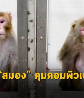 Neuralink ของ Elon Musk โชว์คลิปลิงใช้คอมพิวเตอร์ที่เชื่อมต่อสมองเล่นเกม